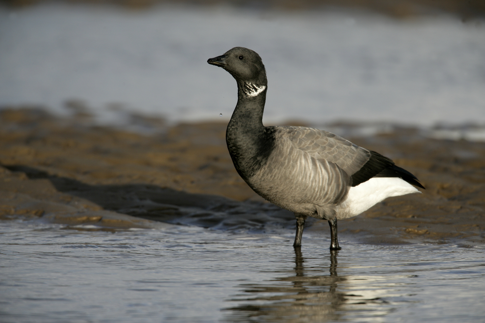 Brent goose